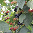 Natchez Blackberry
