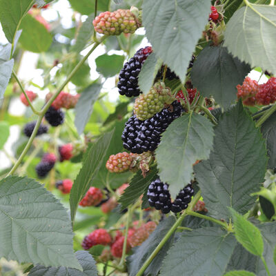 Natchez Blackberry