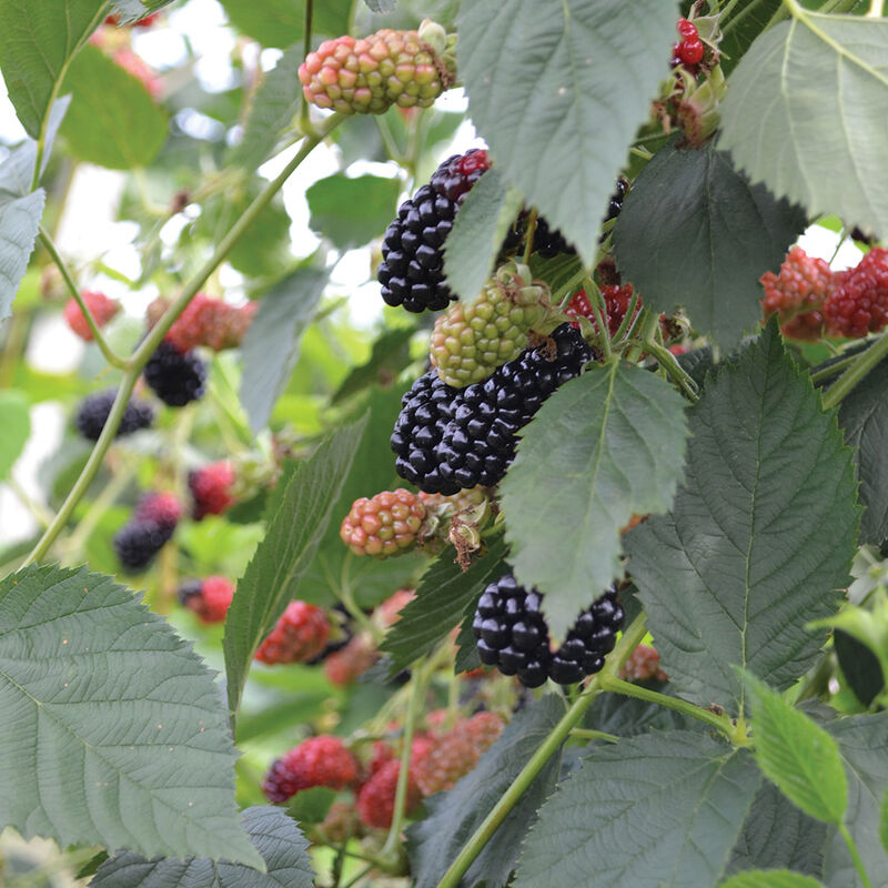 Natchez Blackberry