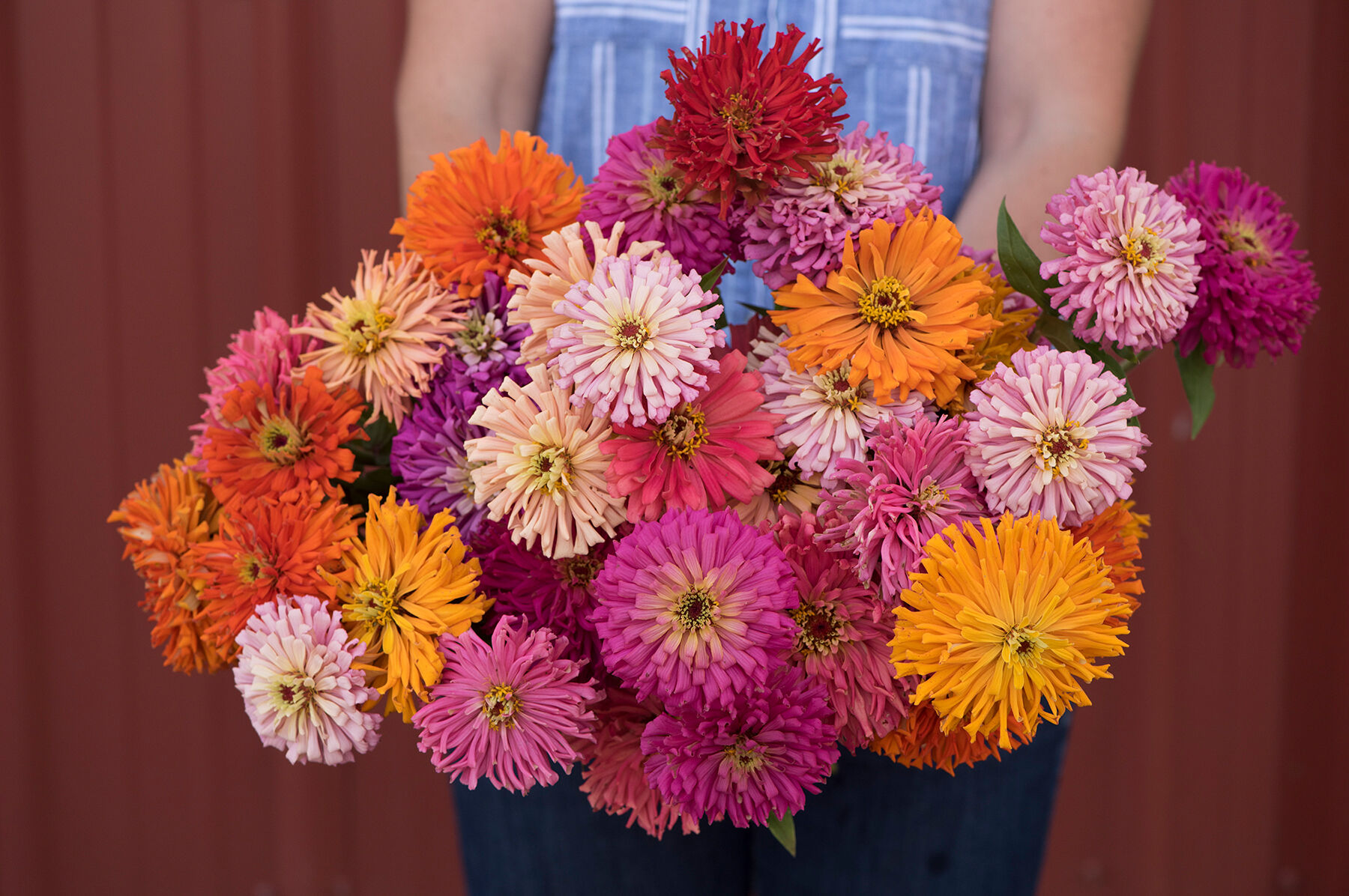 Zinnia Seed Mixes | Johnny's Selected Seeds
