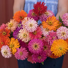 Cactus Flowered Mix Zinnias