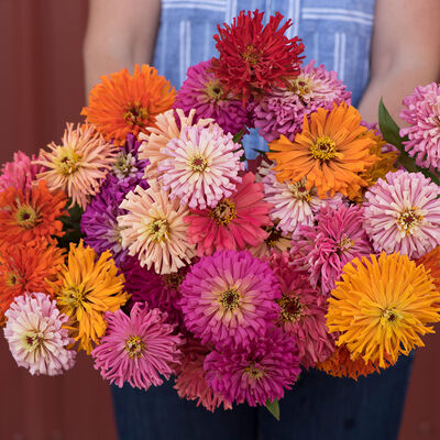 Cactus Flowered Mix Zinnias