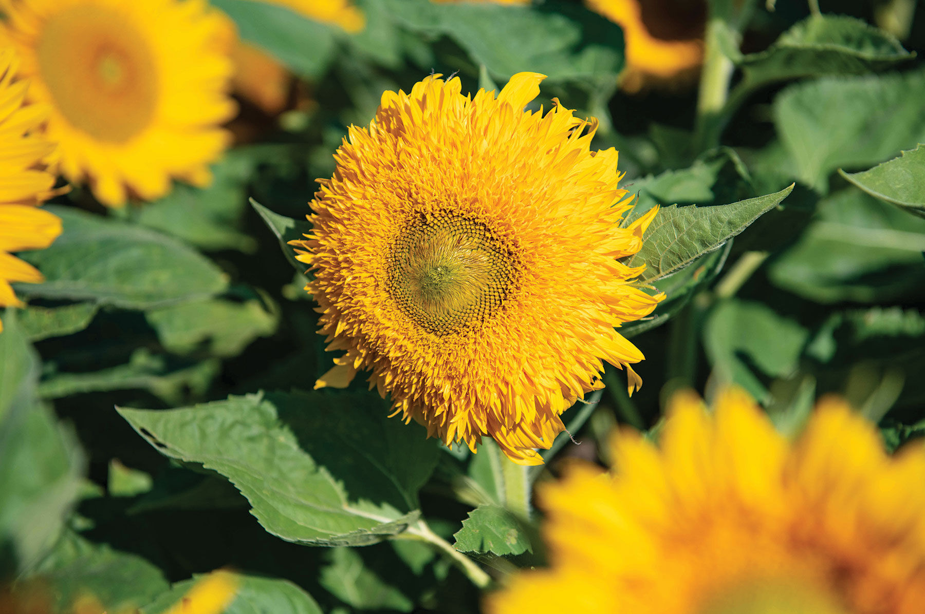 Sunflower Seeds for Planting | Johnny's Selected Seeds