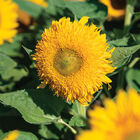 Solano® Double Tall Sunflowers