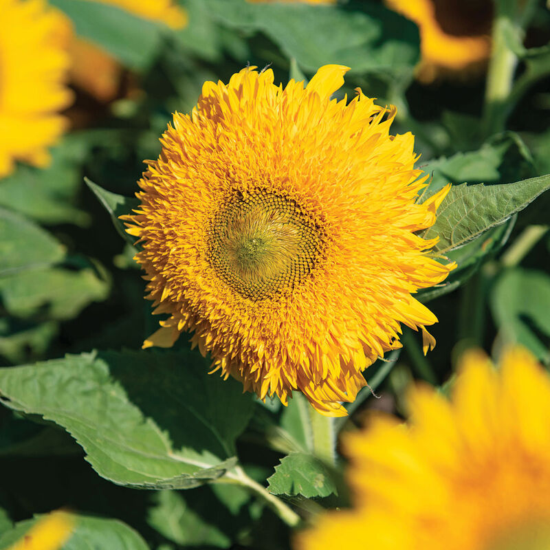 Solano® Double Tall Sunflowers