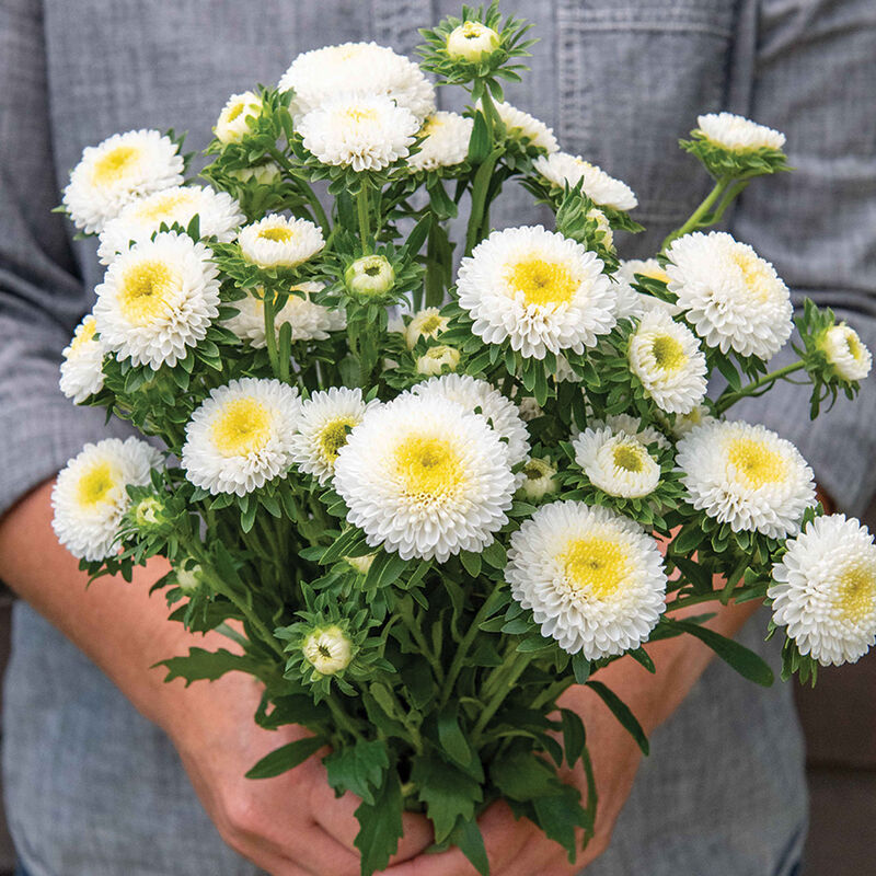 Macaroon White Aster