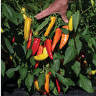 Hungarian Hot Wax Hot Peppers