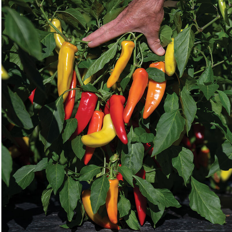Hungarian Hot Wax Hot Peppers