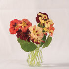 Bloody Mary Nasturtium