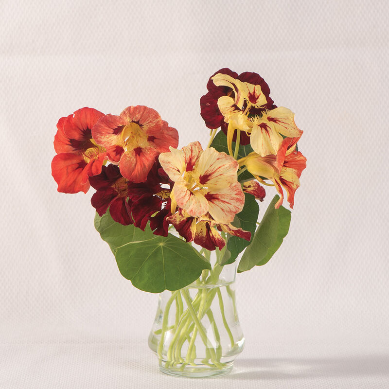 Bloody Mary Nasturtium