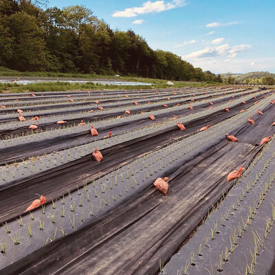 Black Weed Fabric – 4' x 1,640' Black Weed Fabric – 4' x 1,640' Mulches and Weed Barrier