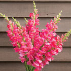 Avignon Deep Rose II Snapdragon