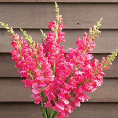 Avignon Deep Rose II Snapdragon