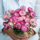 Bright Rose Strawflower