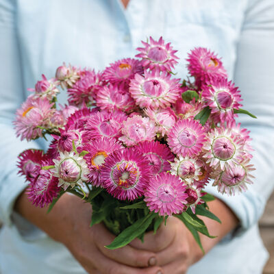 Strawflower Seed, Helichrysum Mixed Peach and Apricot Shades