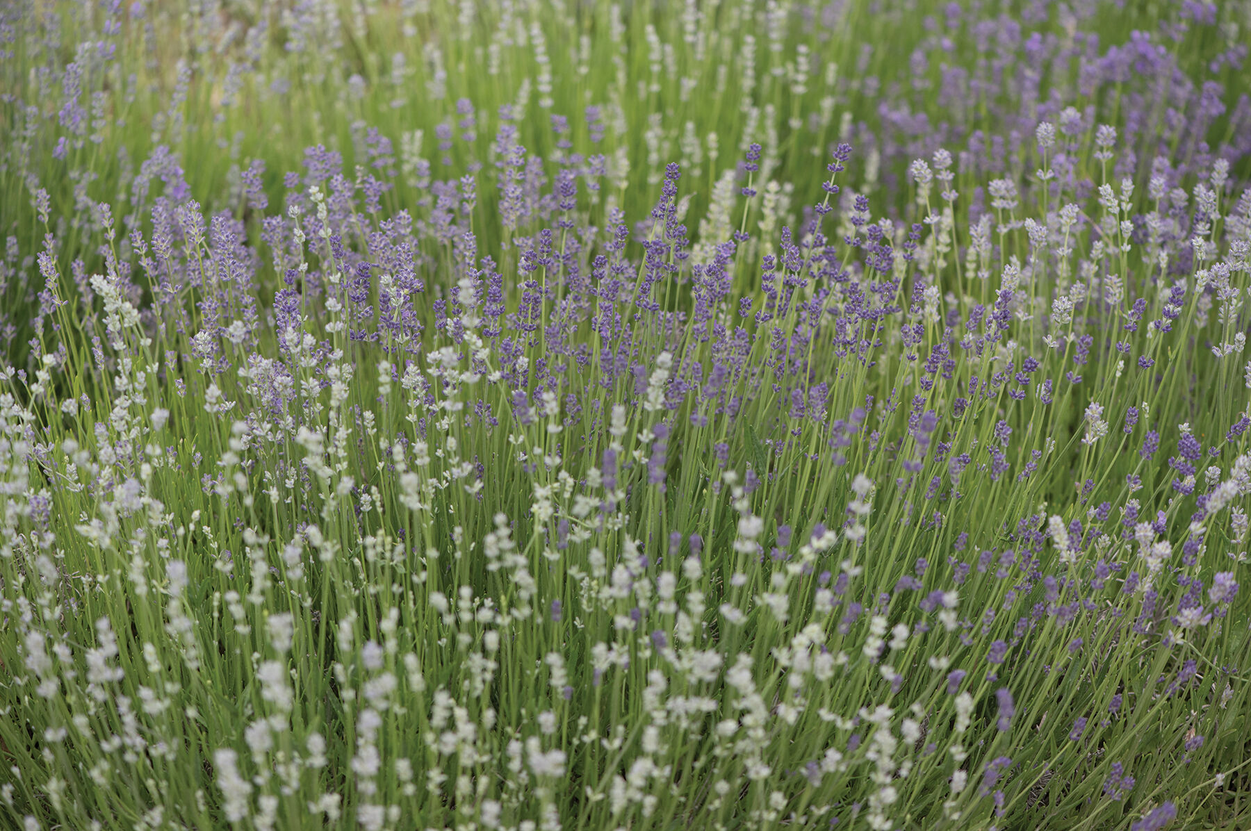 Munstead-Type Lavender