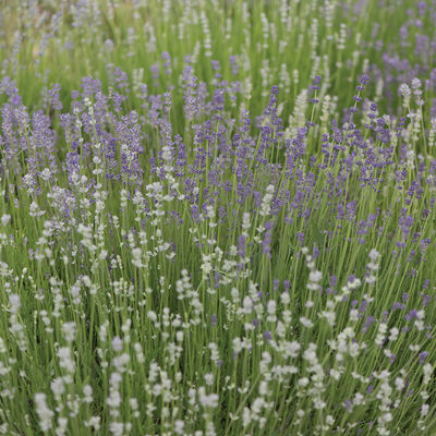 Munstead-Type Lavender