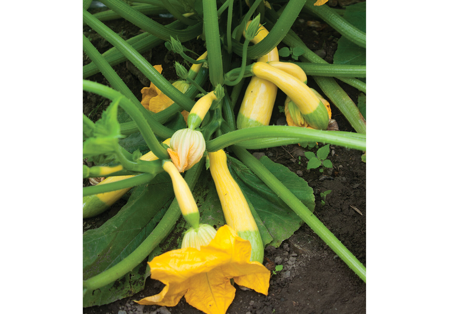 Vegetable Seed Plant Sale Selection Johnny s Selected Seeds
