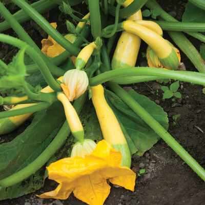 Zephyr Zephyr Summer Squash