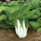 Joi Choi Pac Choi (Bok Choy)