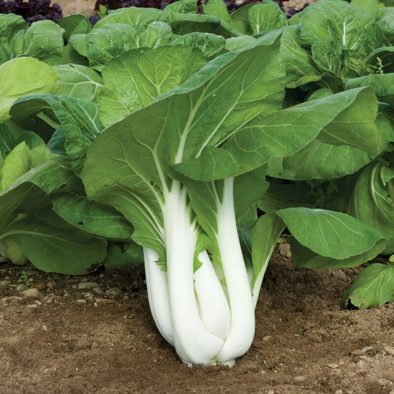 Joi Choi Pac Choi (Bok Choy)