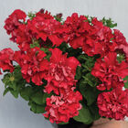 Double Cascade Valentine Petunia