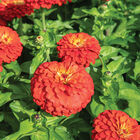 Uproar&trade; Scarlet Zinnias