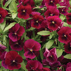 Penny™ Rose Blotch Viola (Pansy)
