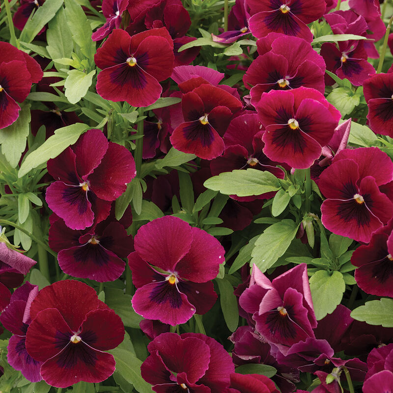 Penny™ Rose Blotch Viola (Pansy)