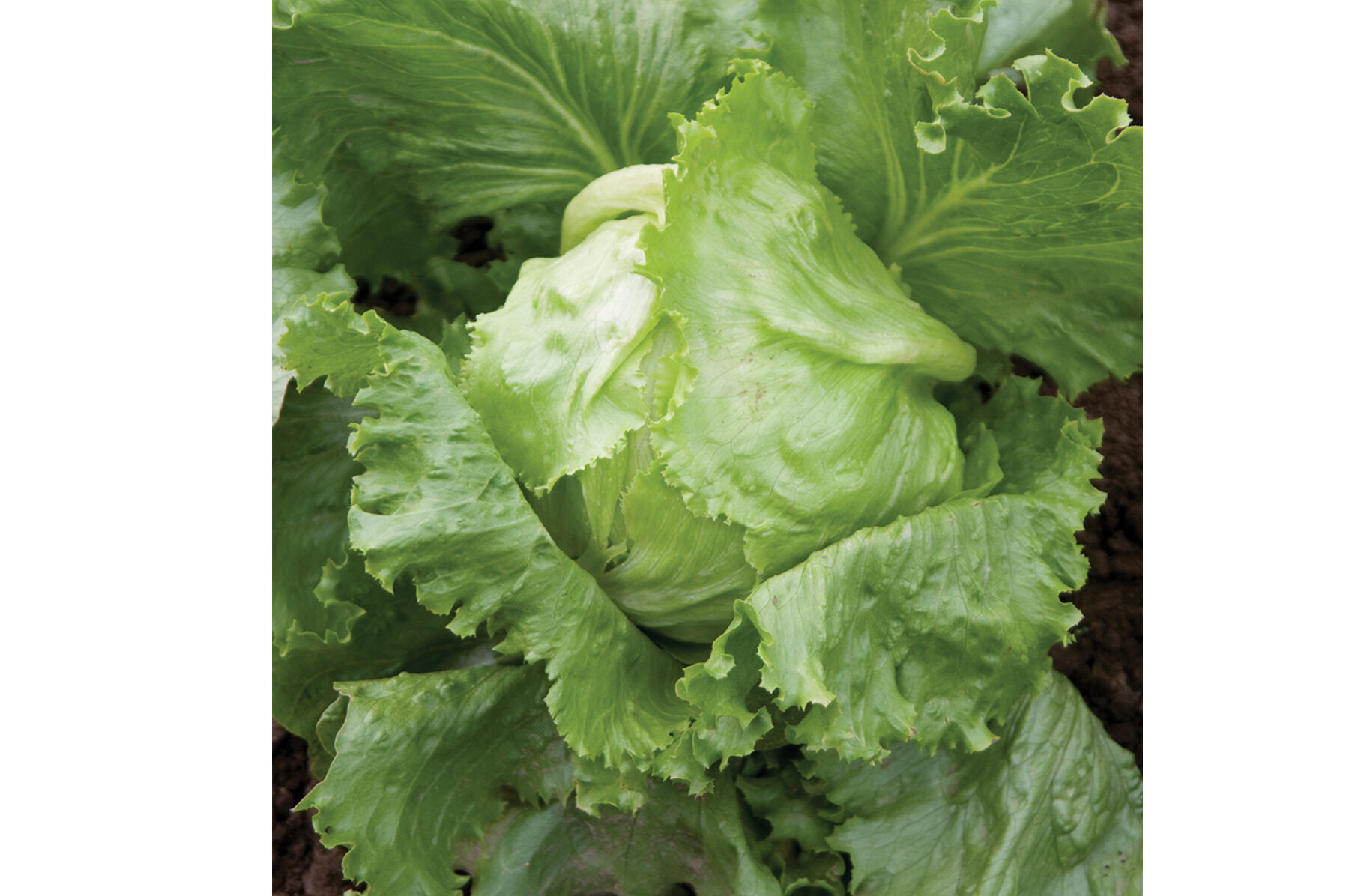 Crispino Iceberg Lettuce