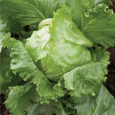 Crispino Iceberg Lettuce