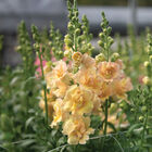 Double Frappe Apricot 2 Cool Season (Groups 1–2)