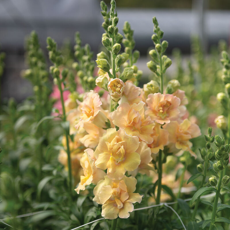 Double Frappe Apricot 2 Cool Season (Groups 1–2)