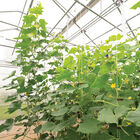 Quick Snack Specialty Cucumbers