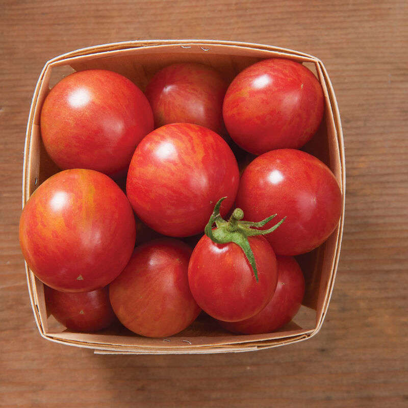 Pink Bumble Bee Specialty Tomatoes