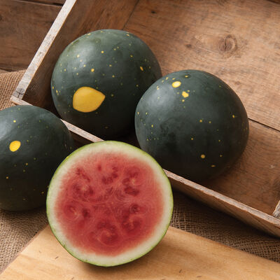 Harvest Moon Watermelons