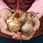 Yellow Cheerfulness Yellow Cheerfulness Narcissus