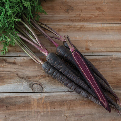 Deep Purple Main Crop Carrots