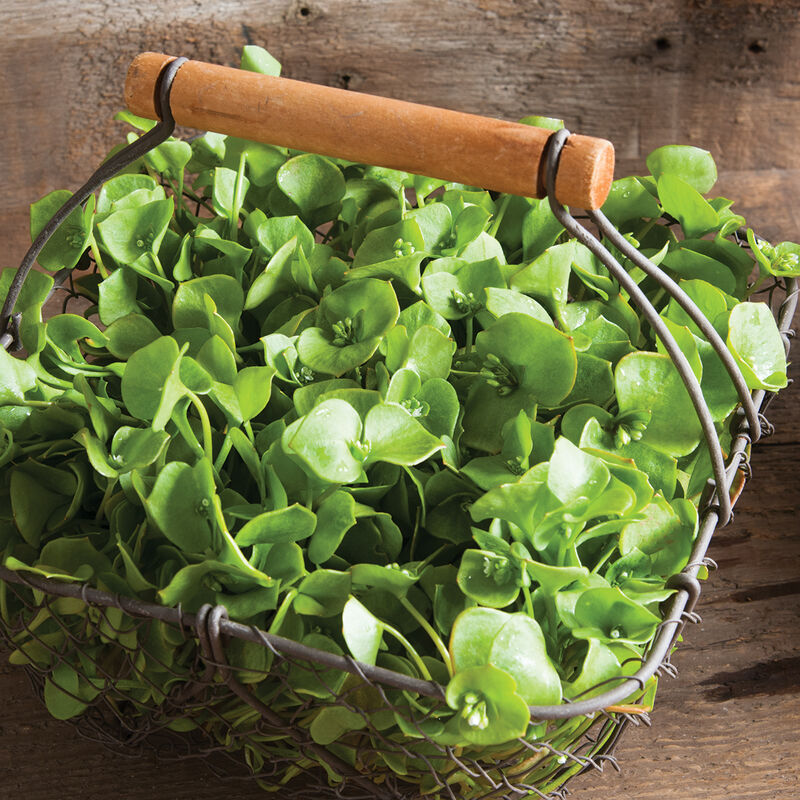 Claytonia Specialty Greens