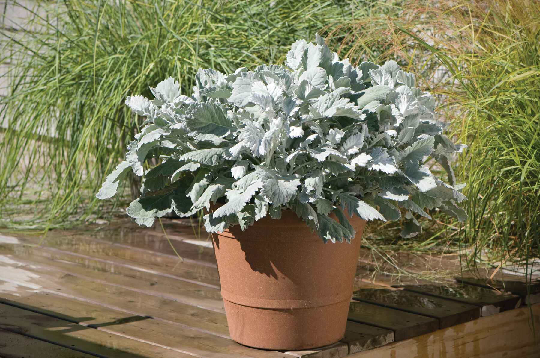 Dusty miller store