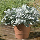 New Look Dusty Miller