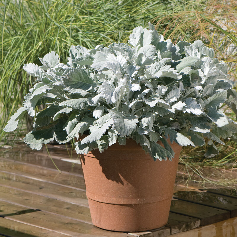 New Look Dusty Miller