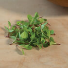 Dandelion, Red Microgreen Vegetables