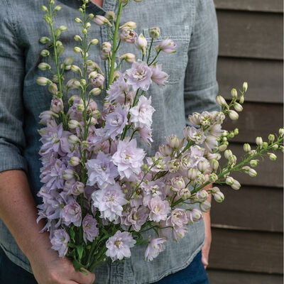 Magic Fountains Cherry Blossom Delphinium