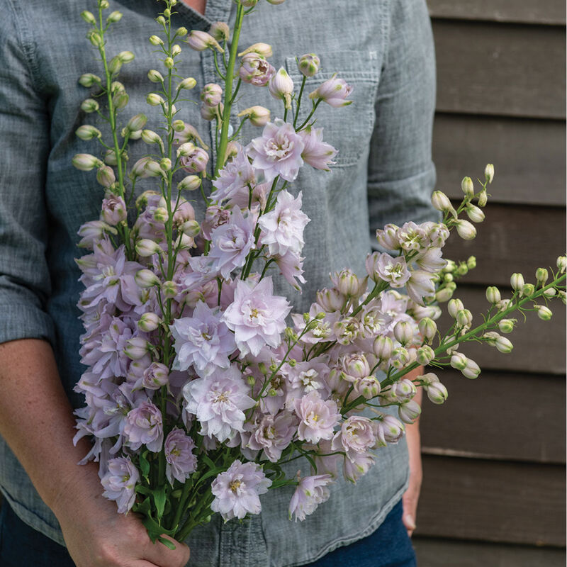 Magic Fountains Cherry Blossom Delphinium