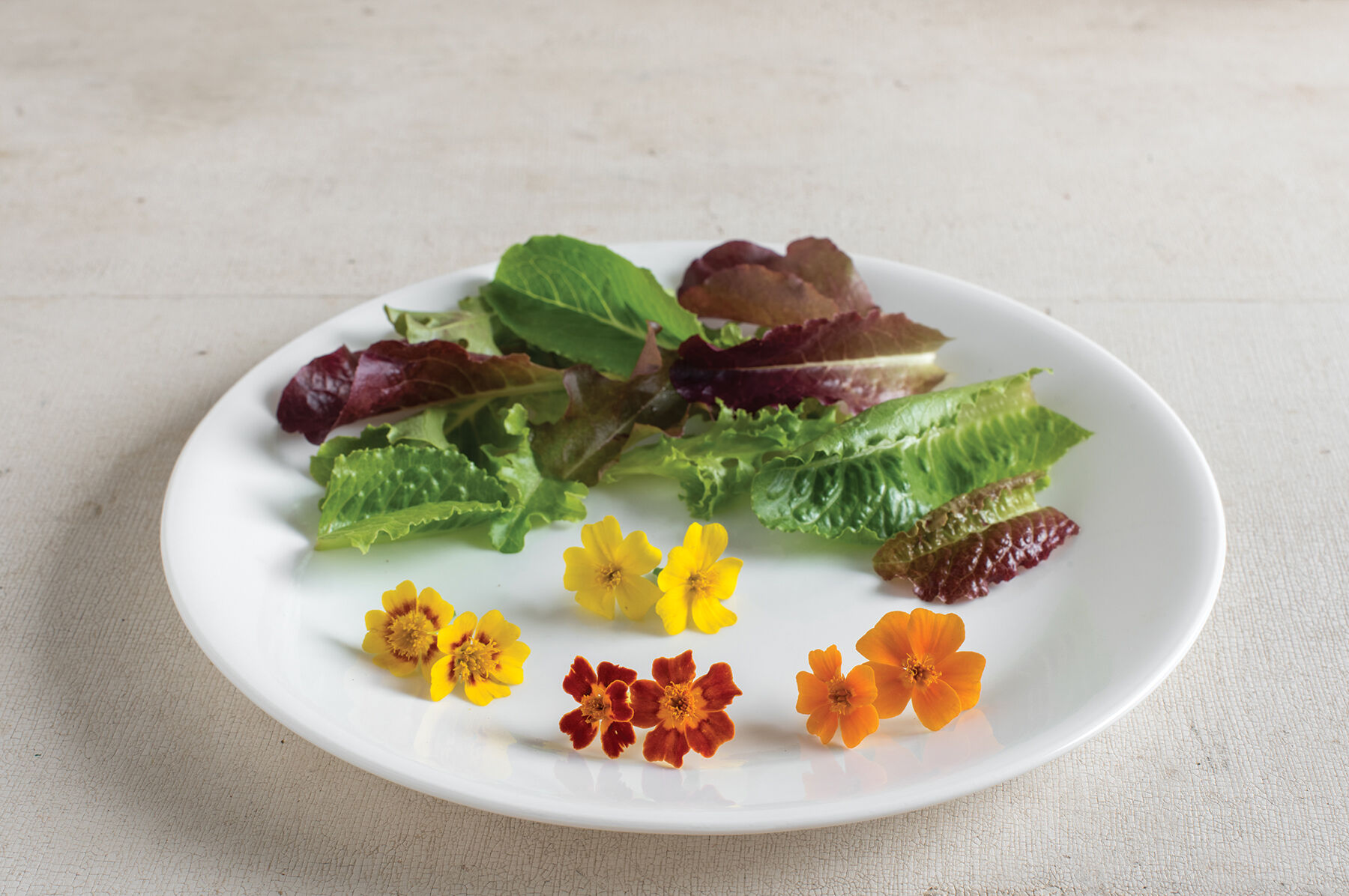 Tangerine Gem Marigold