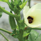 Clemson Spineless Okra
