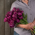 Negrita Double Tulips