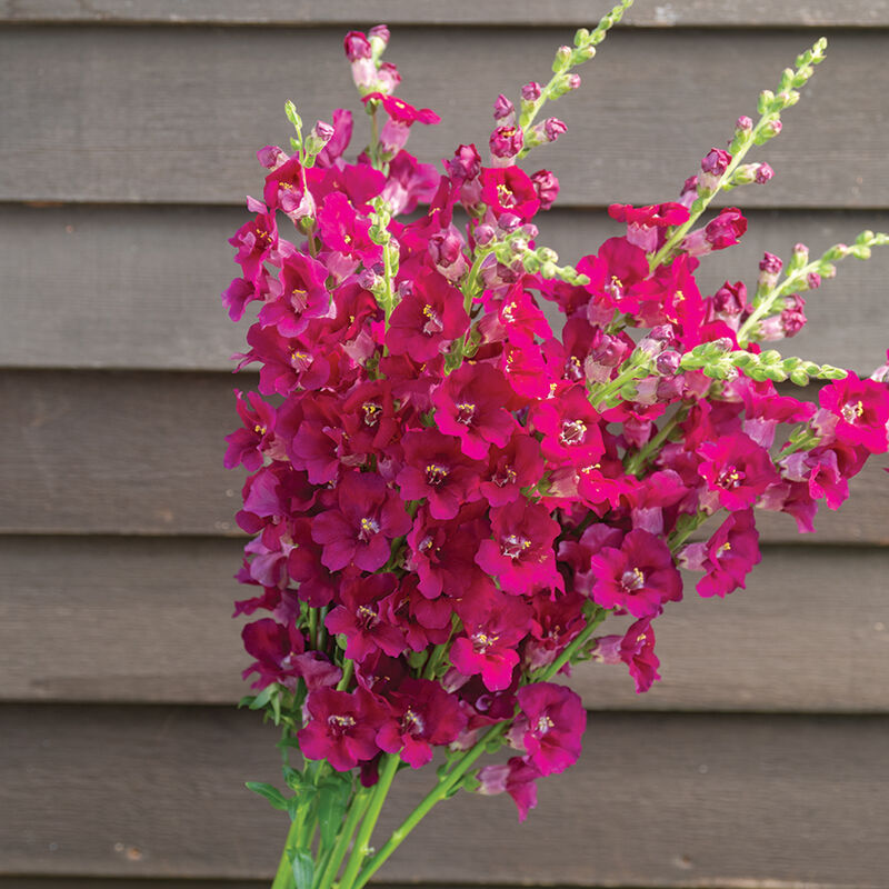 Chantilly™ Purple Snapdragon