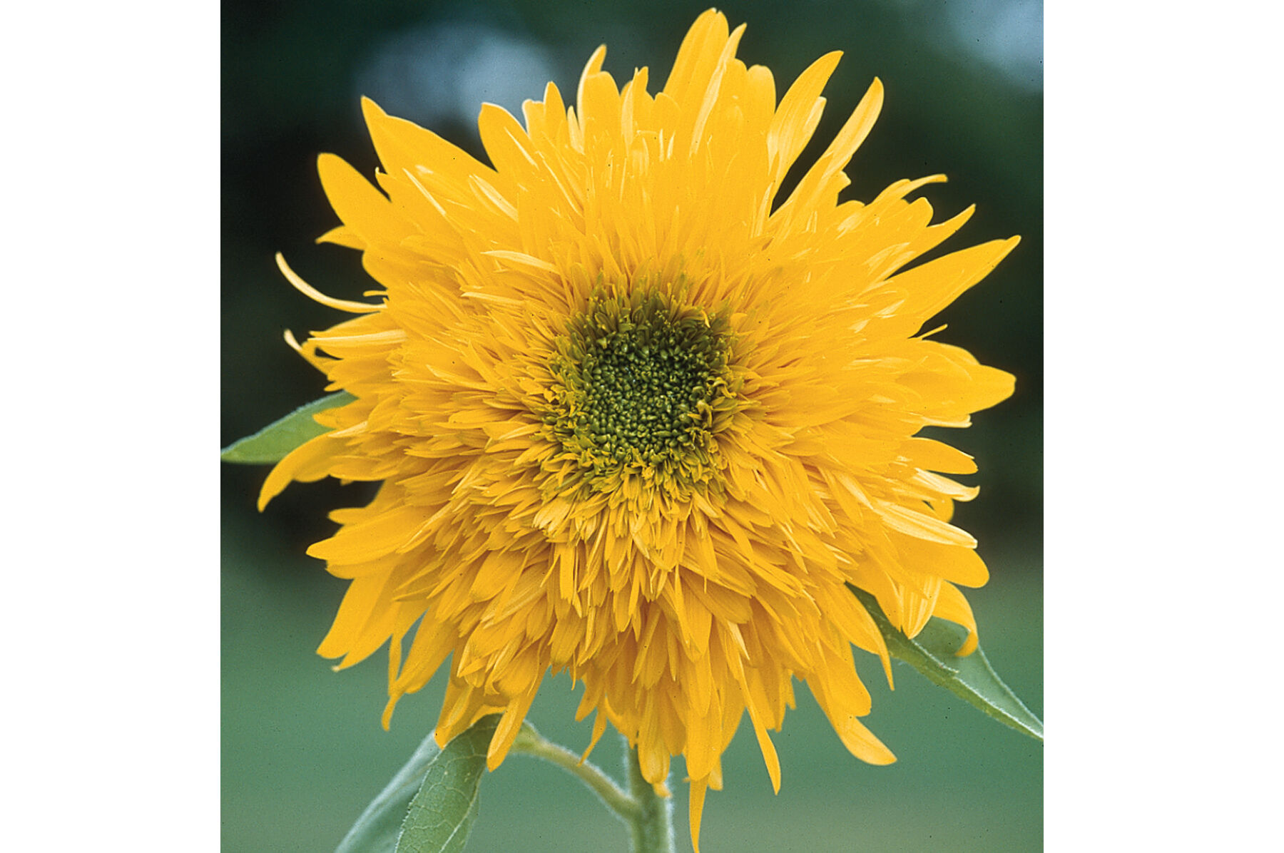Sunflower outlet double hoodie